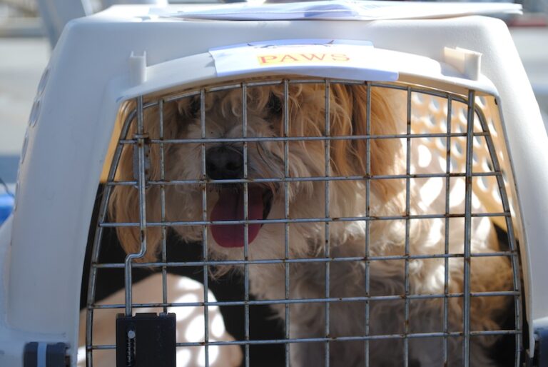 Nearly 150 Shelter Pets Fly Out of Long Beach Airport to Find New Homes