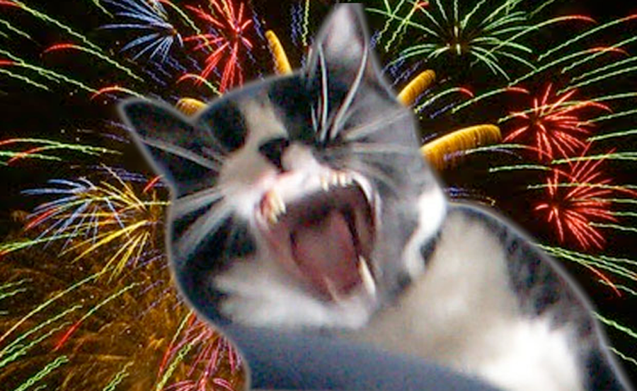 Fourth of July Keep Your Pets Safe and Sane • the Hilo