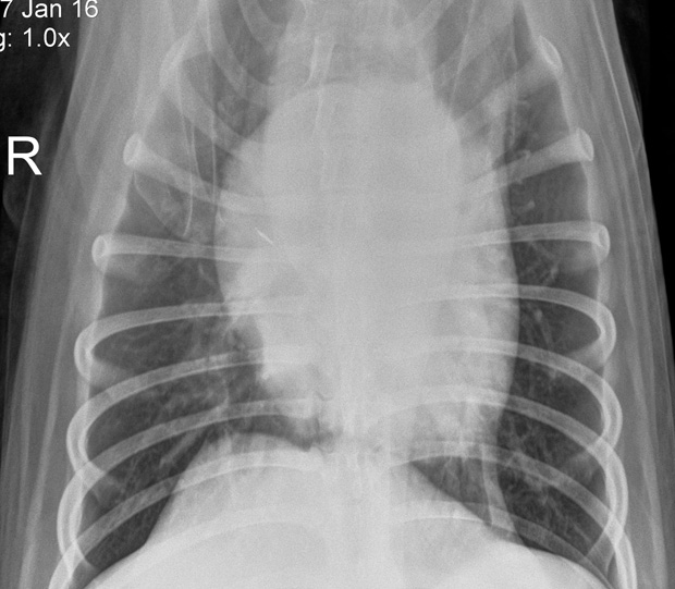 Kennel Cough in Dogs • the Hilo