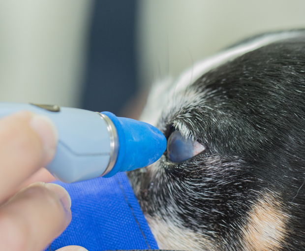 in Dogs • the Hilo