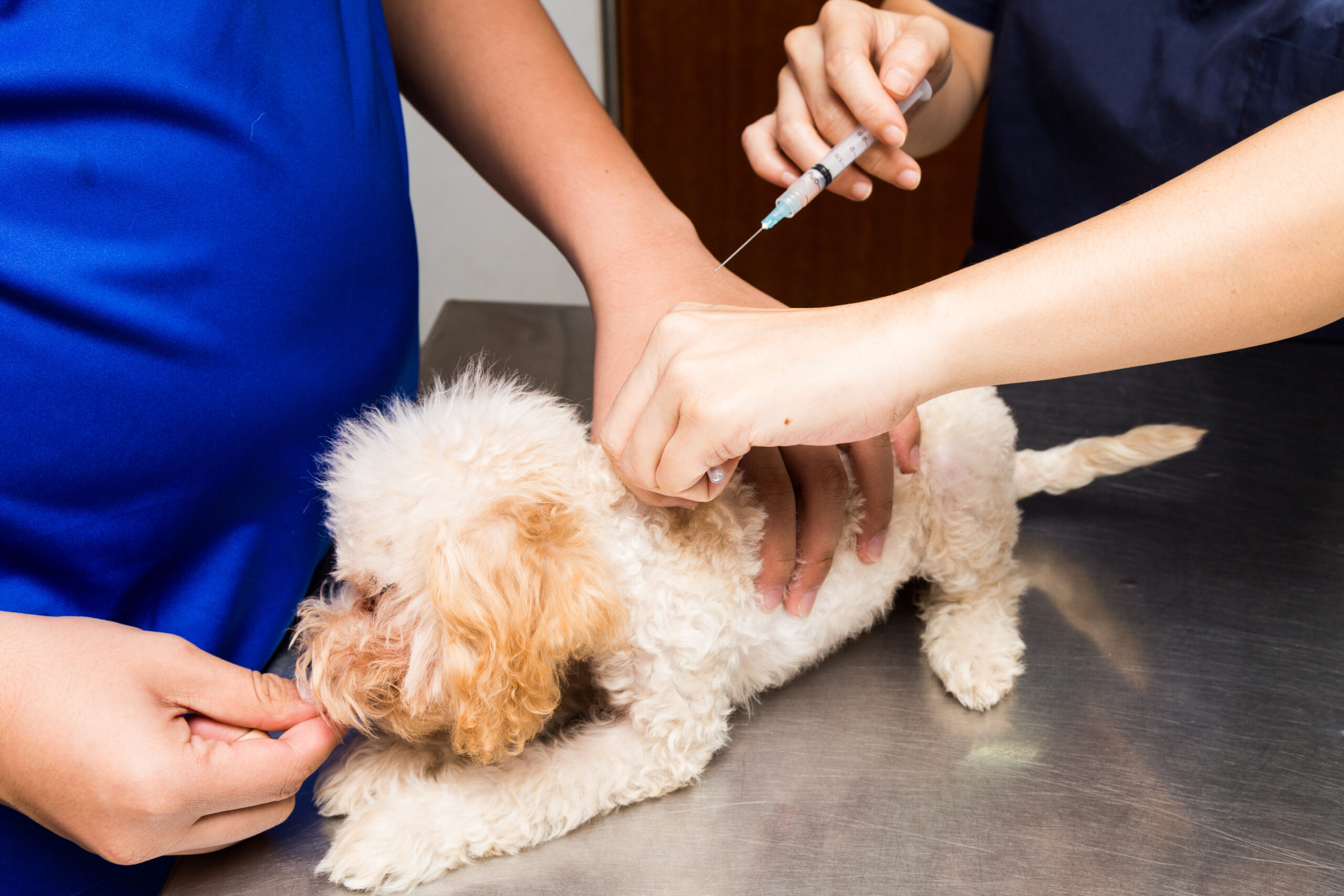Puppies and Vaccines • the Hilo