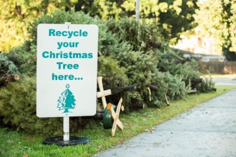 Here’s where you can recycle your Christmas tree in Long Beach • Long