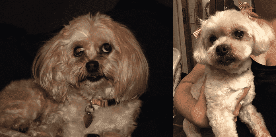 After 9 years, woman is reunited with lost dog • Long Beach Post News