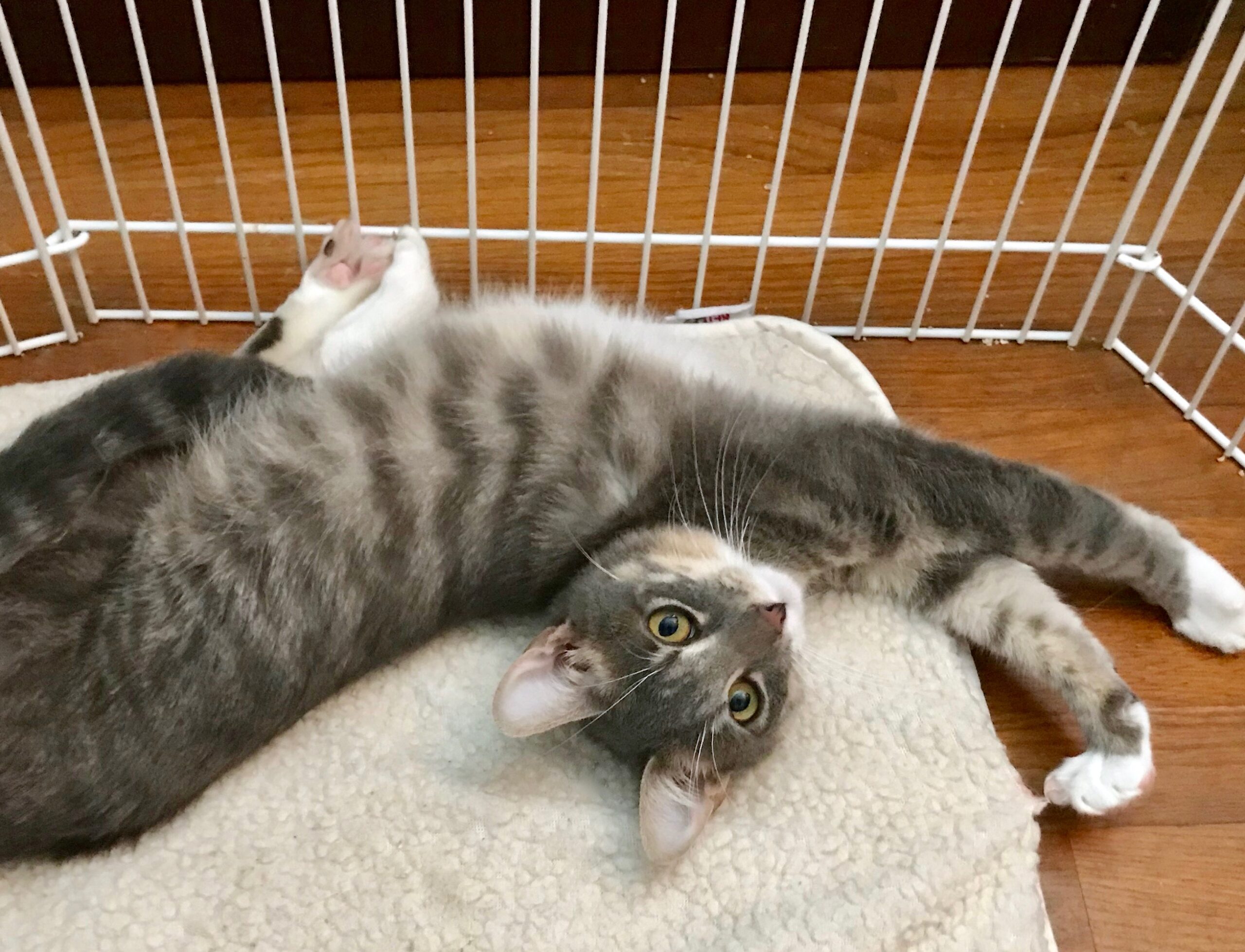 silver tabby with white paws in enclosure,lying on back and looking at camera. Cat is lying on thick white bed.