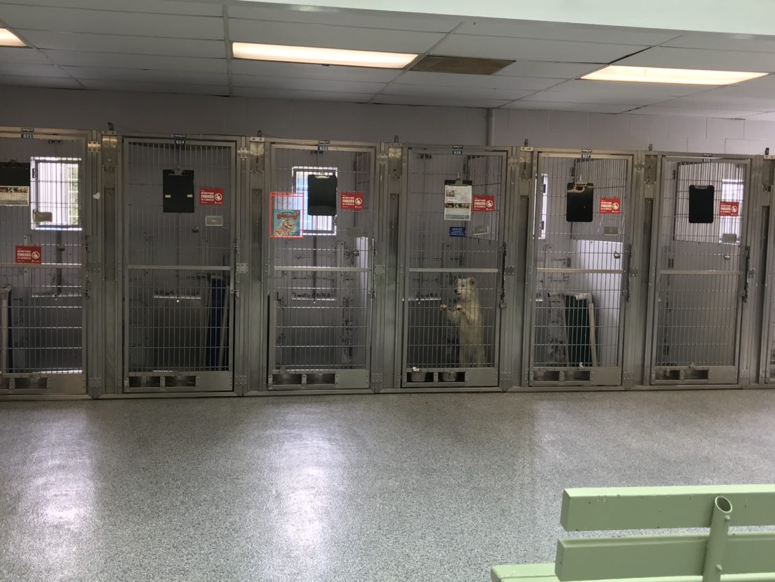 Two groups have essentially emptied the kennels at Long Beach shelter