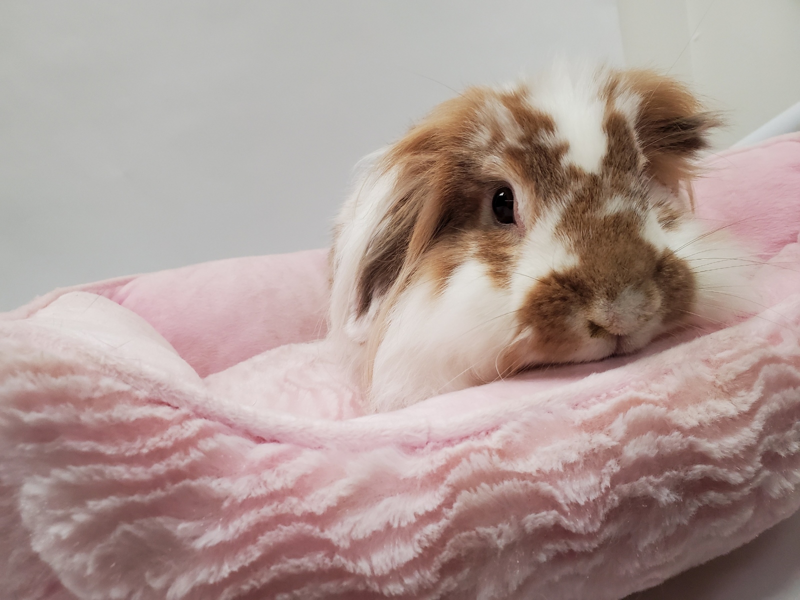 Local rabbit rescue up to its ears with 125 bunnies; Here's how you can