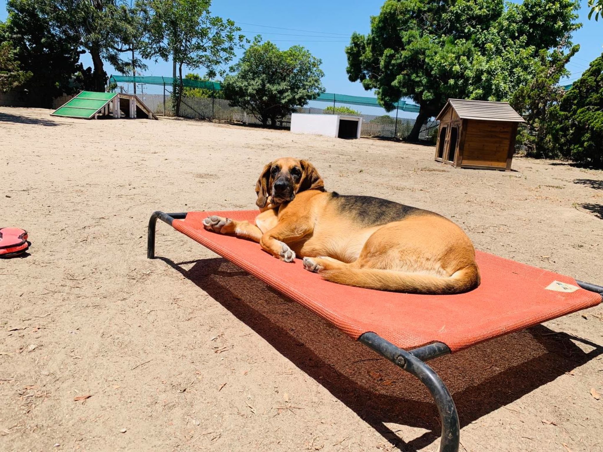 A visit next door Seal Beach Animal Care Center's pets would love to