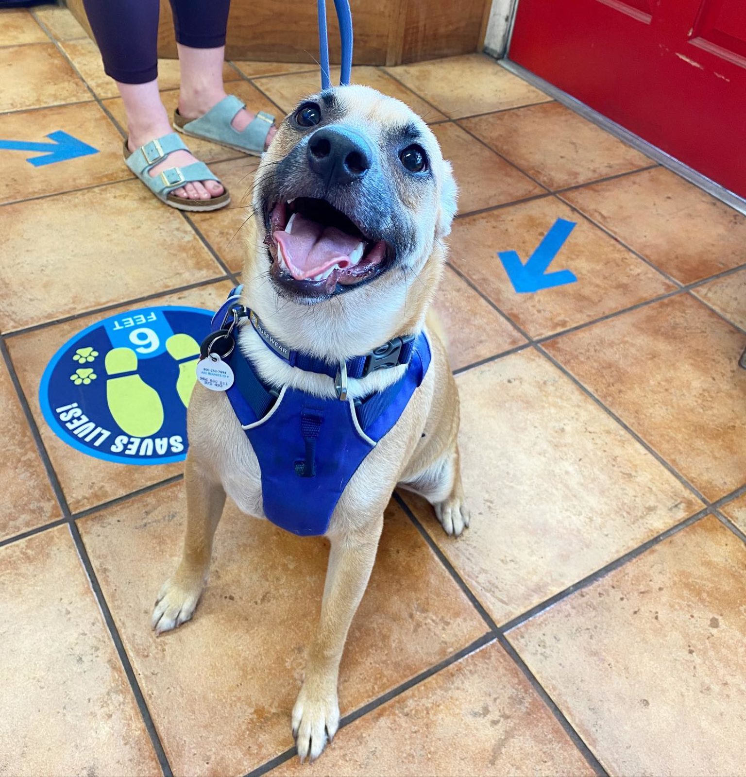 What your pet can and can't do under the stayathome order. Is