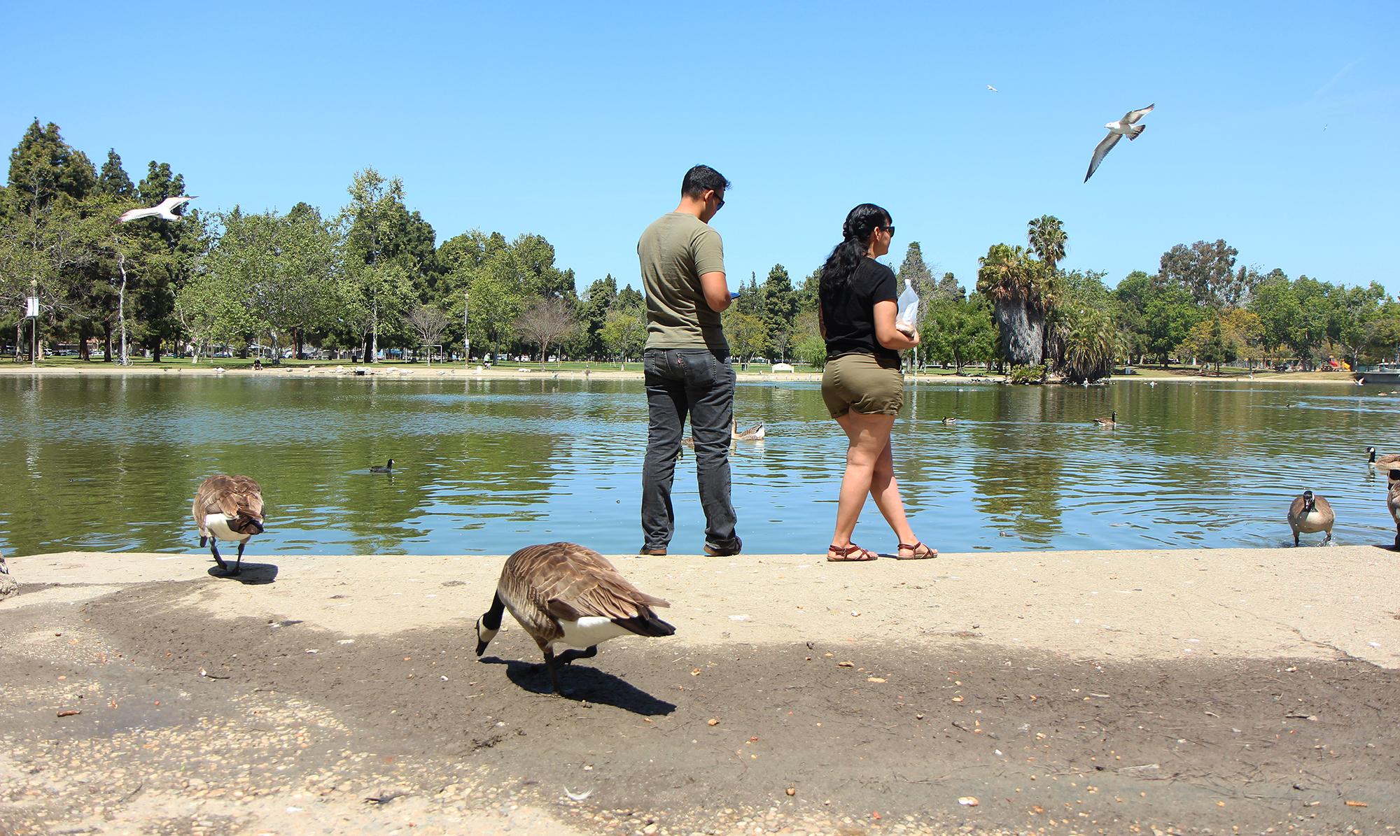 Construction on El Dorado Park duck pond to begin despite $2 million funding gap • Long Beach Post News - Vimarsana News