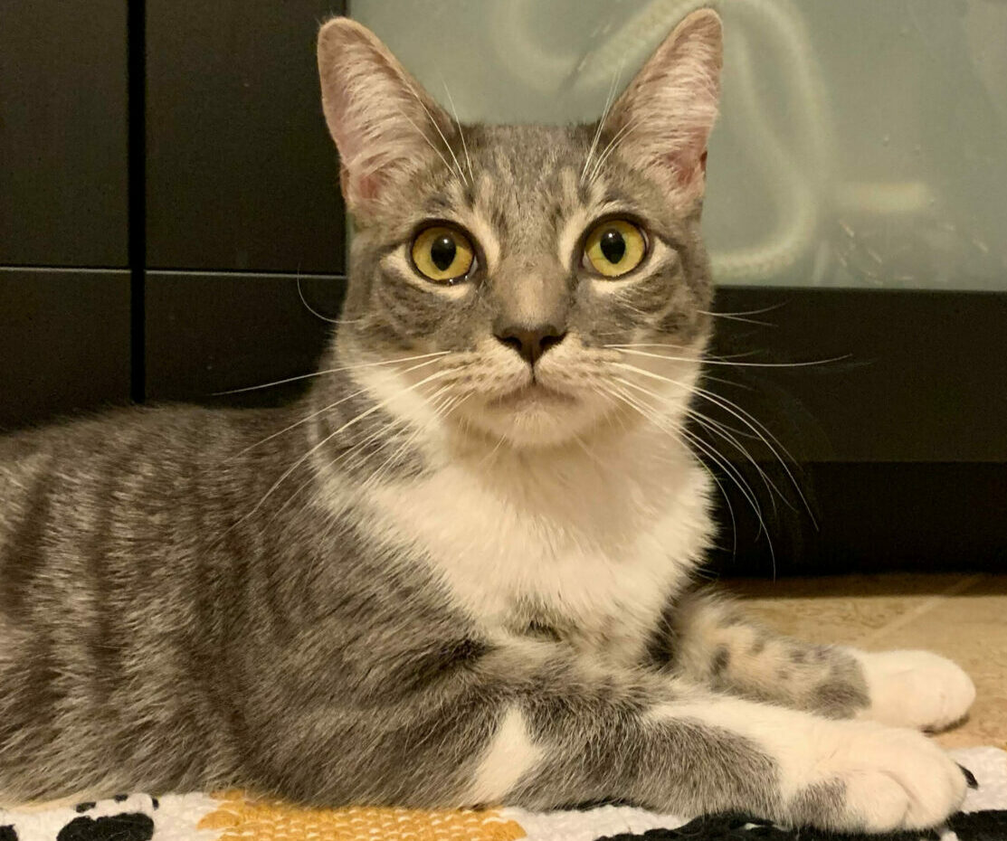Kittens are cute, but don't overlook the grownups • Long Beach Post News - Vimarsana News