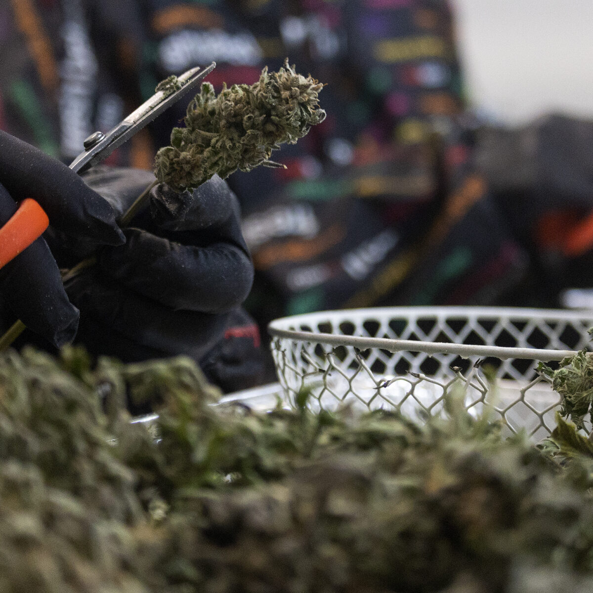 California’s marijuana industry gets a break under new law suspending tax hike