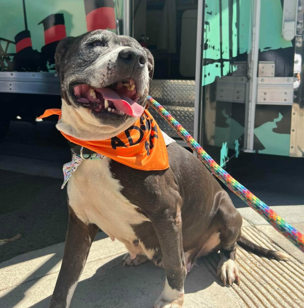 What the fiscal year 2023 city budget holds for the animal shelter