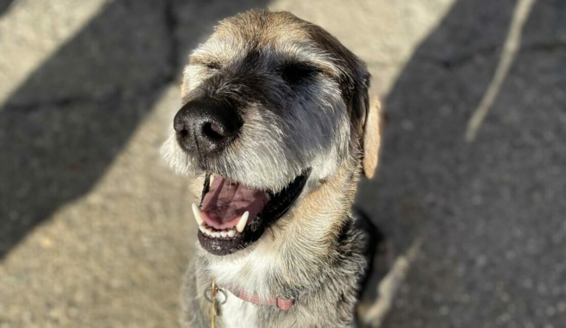 Best Friends' Love Large campaign encourages big bowser adoptions