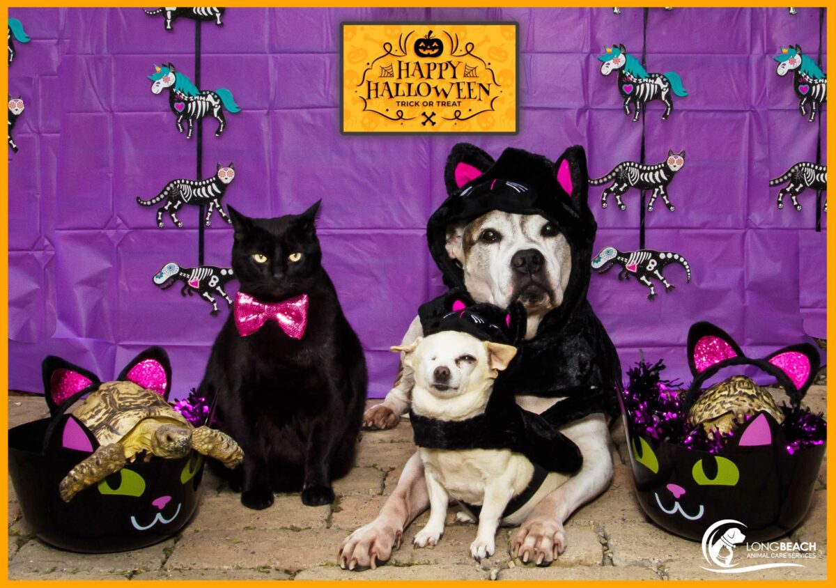 Best Friends' Love Large campaign encourages big bowser adoptions