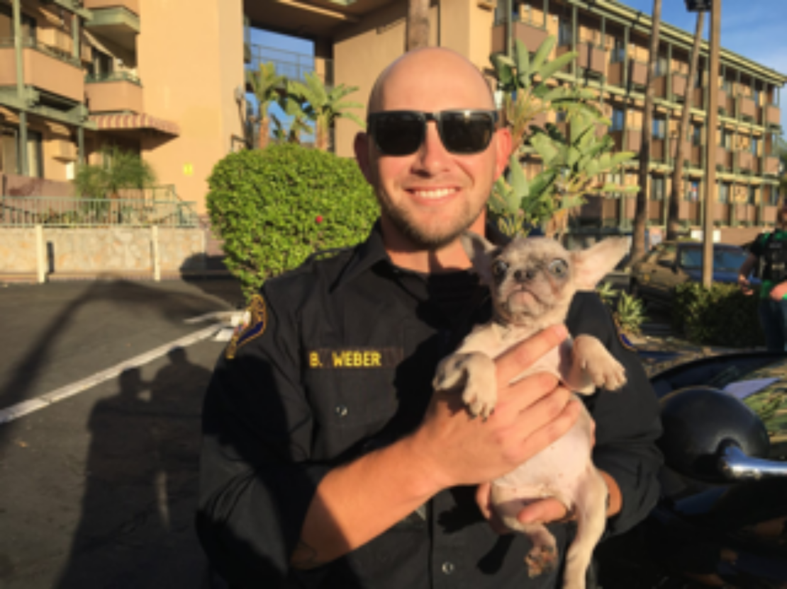 police officer wearing sunglasses holds tan French bulldog puppy. Buildings are in background.