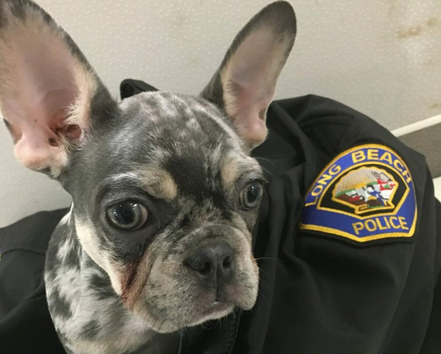 LBPD officers and detectives quickly recover 2 stolen French bulldogs