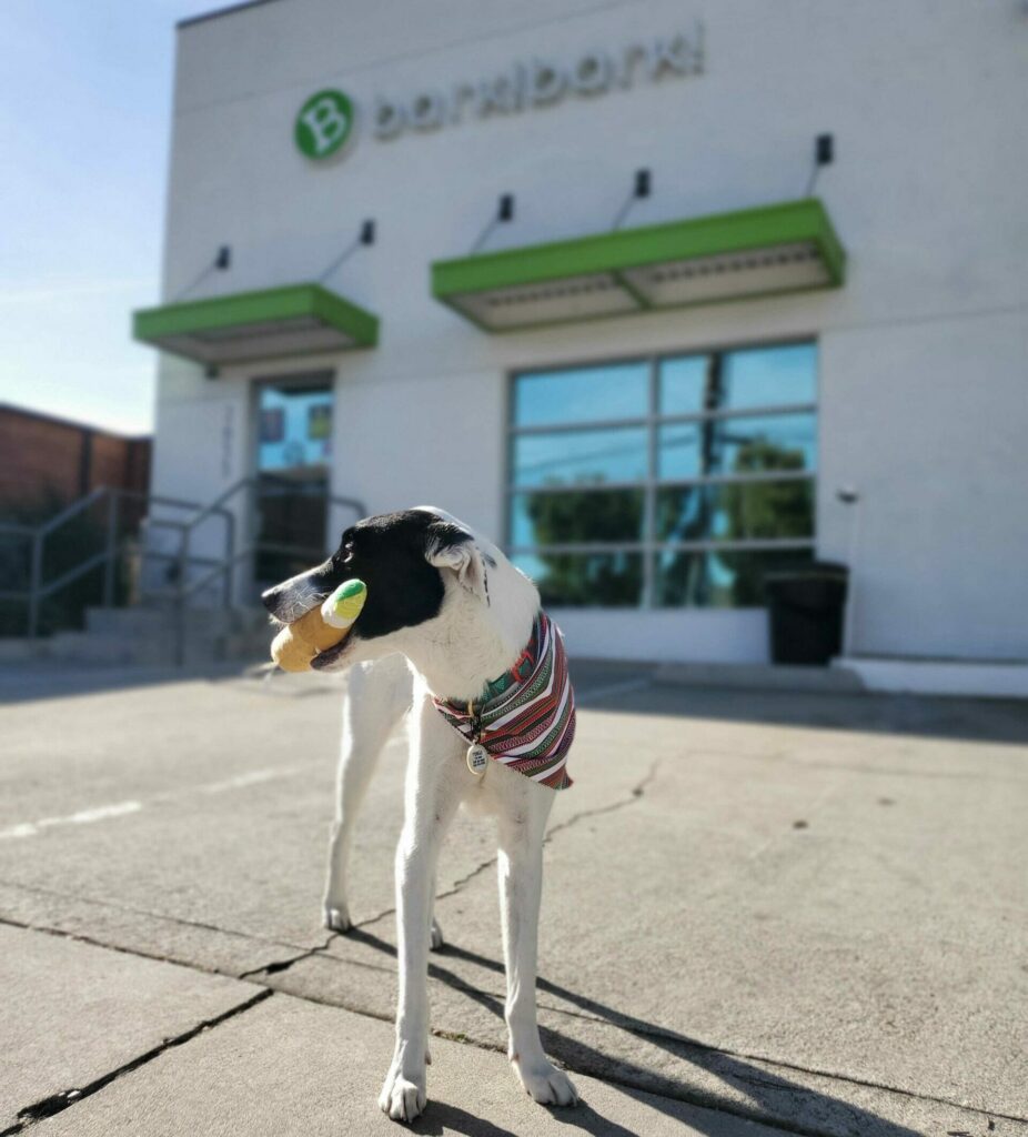 small white dog with black mask and wearing a scarf stands in front of a dog-grooming business, holding a toy in their mouth.