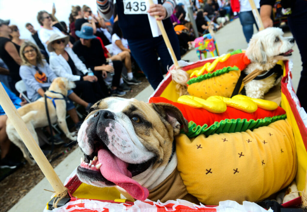 Haute Dog Howl'oween