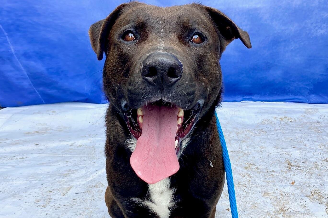Nearly 20 dogs went home last weekend from Long Beach shelter. It's still not enough. - Vimarsana News
