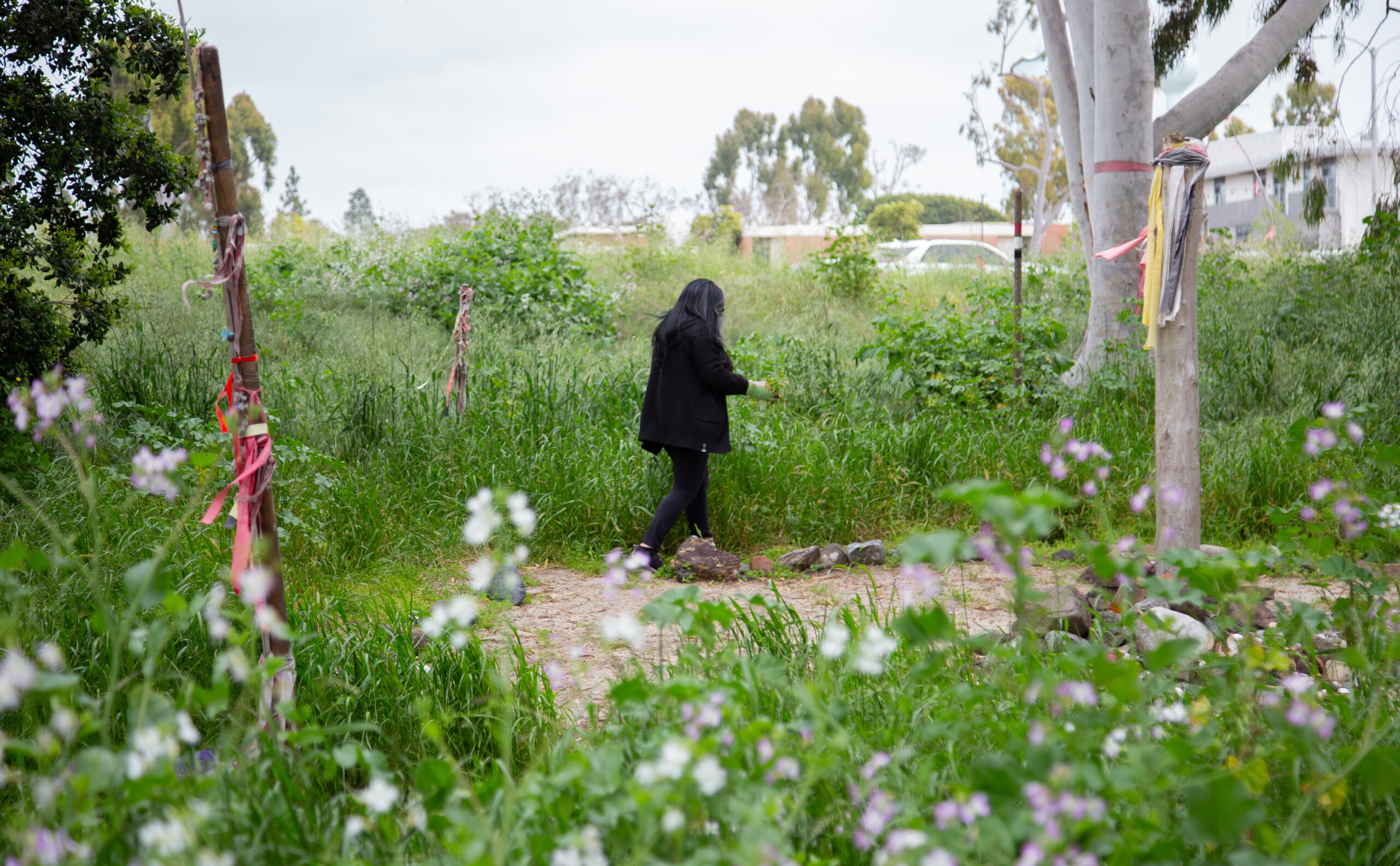 A woman is standing in Puvungna. She is surrounded by grass and plants, and buildings and a car are slightly visible in the background. Trees with ribbons are on her right, and ancestor poles, also with ribbons, are behind her and to her left. Out-of-focus flowers are visible in front of her.