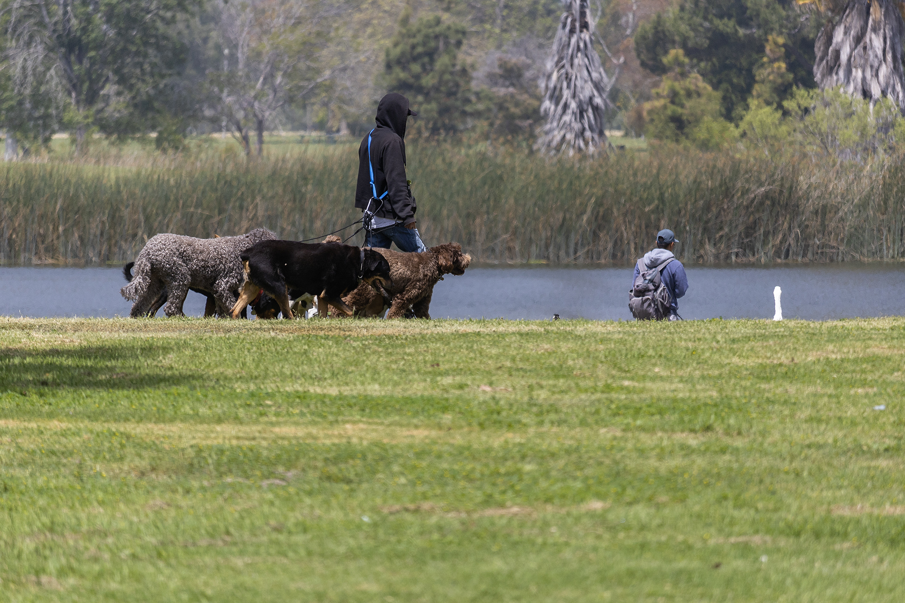 A man walks several dogs on green grass past a small lake at a park.