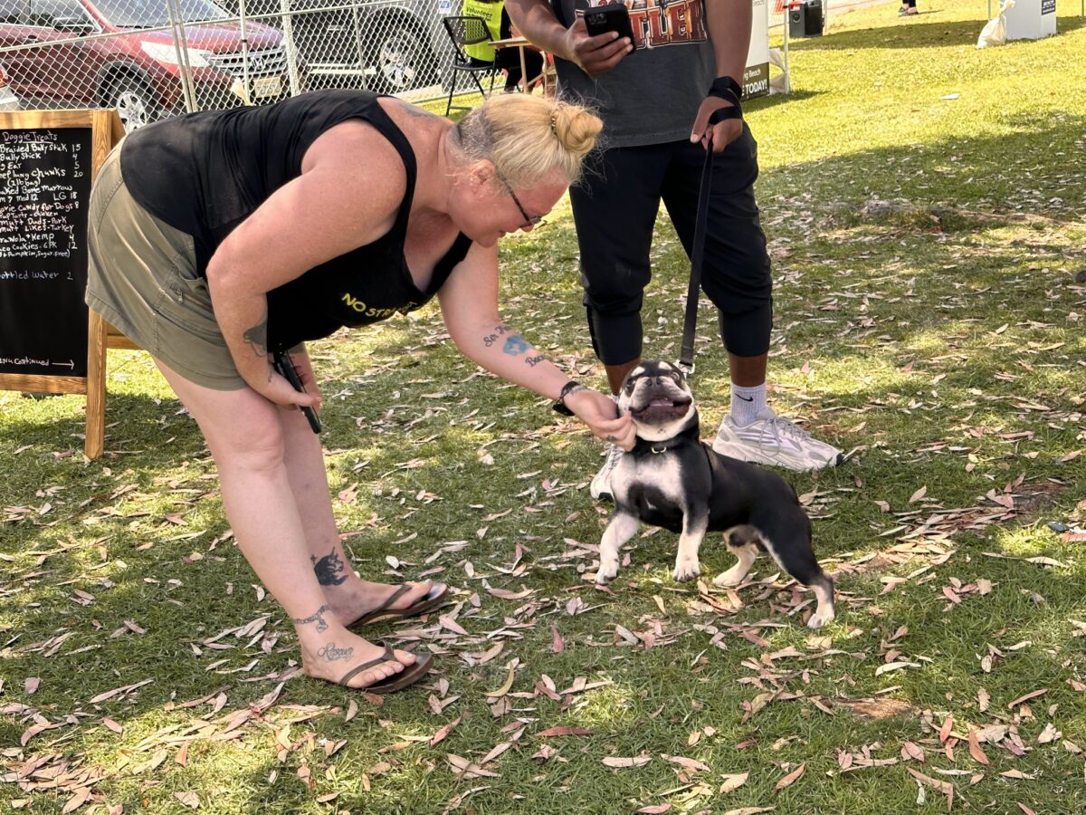 Photos 53 pets find new homes at 2nd annual Summer Pet Adoption
