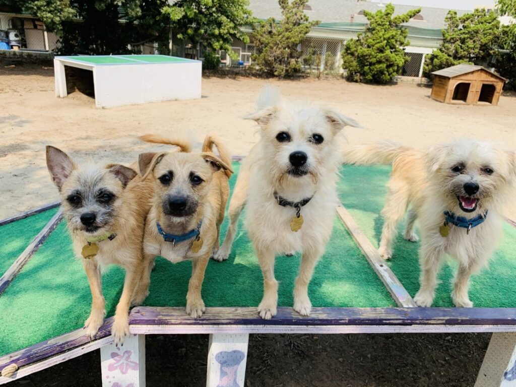 Seal Beach reclaimed authority over its animal control services—here's