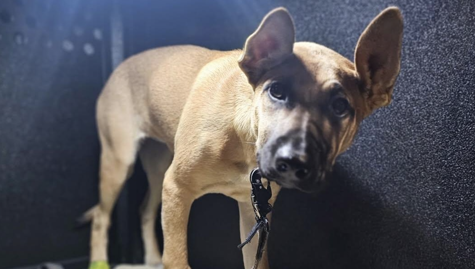 Man charged in viral animal cruelty case pleads not guilty • Long Beach ...