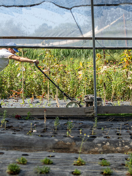 Plagued by vandalism, theft and now a fire, a Long Beach urban farm is asking for help