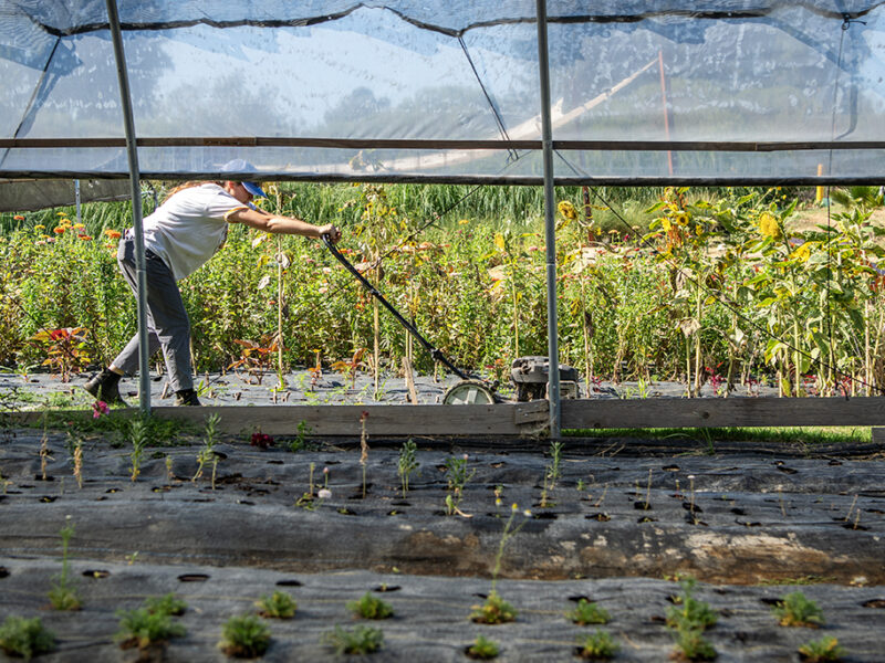 Plagued by vandalism, theft and now a fire, a Long Beach urban farm is asking for help