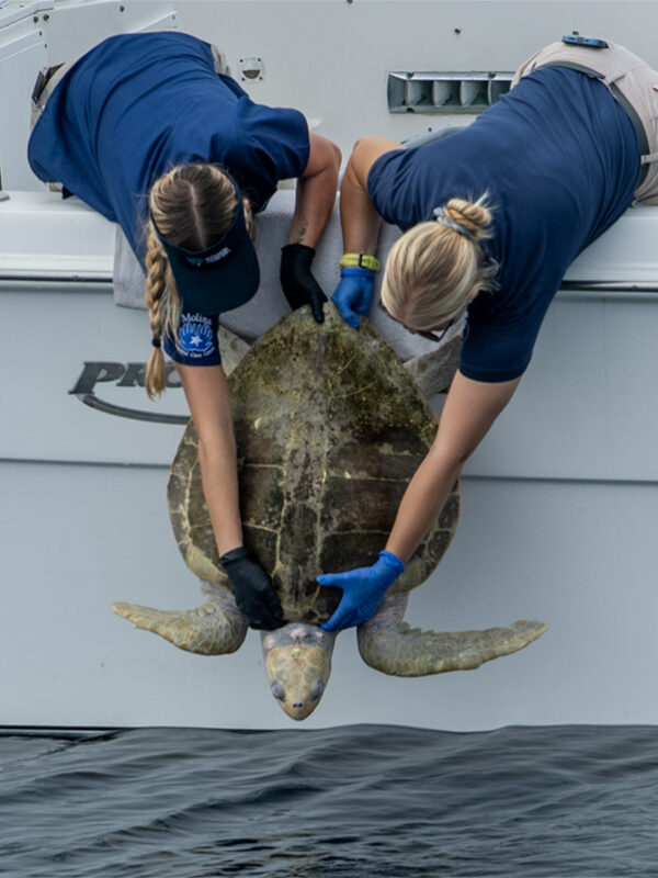 An injured, endangered sea turtle washed ashore; after 7 months, it has a new chance at life