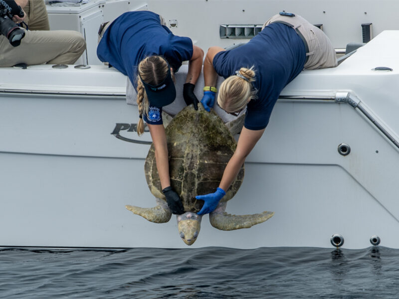 An injured, endangered sea turtle washed ashore; after 7 months, it has a new chance at life
