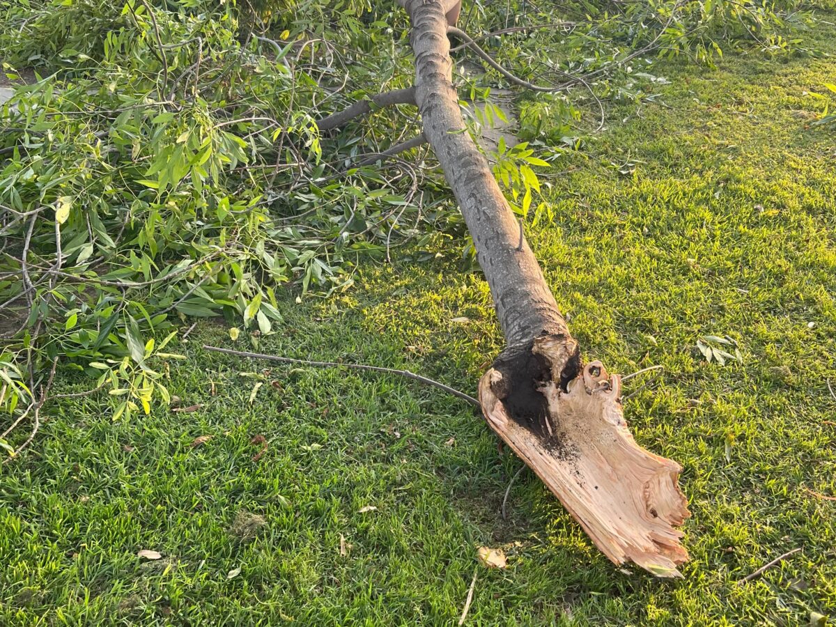 Jury awards $5 million to man hit by 200-pound falling tree branch in Long Beach park