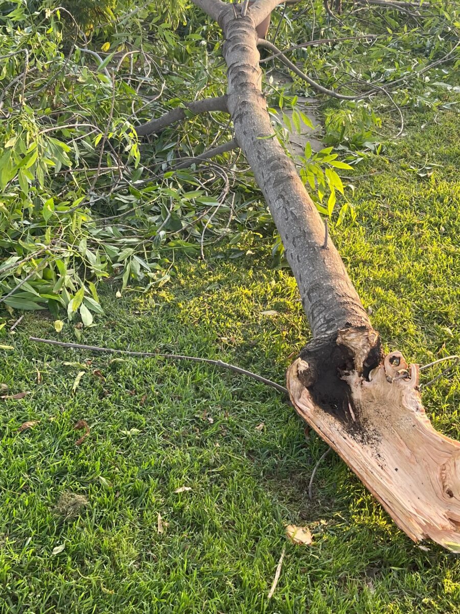 Jury awards $5 million to man hit by 200-pound falling tree branch in Long Beach park