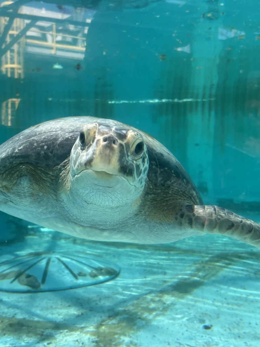 Meet Porkchop, the Aquarium of the Pacific’s rescued green sea turtle