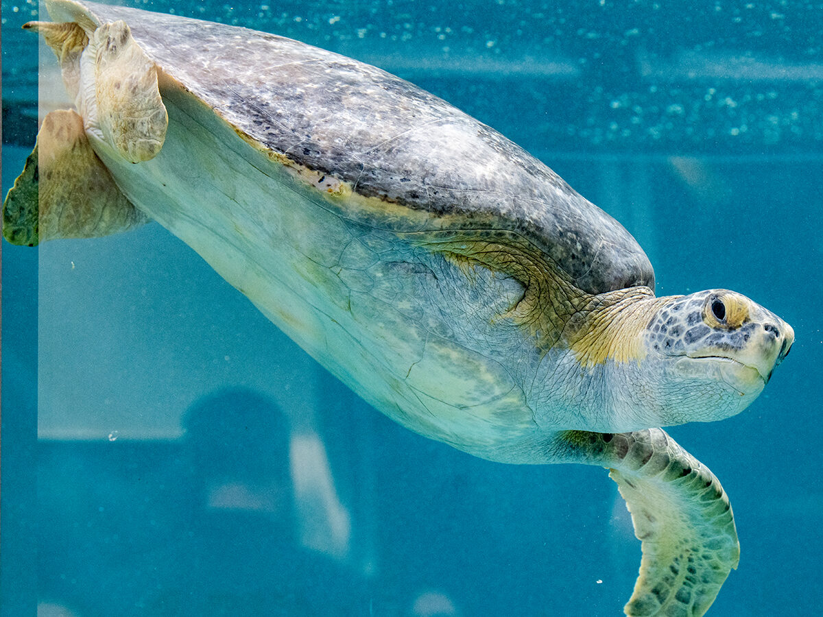 Long Beach aquarium doubles the size of its sea turtle rehab center