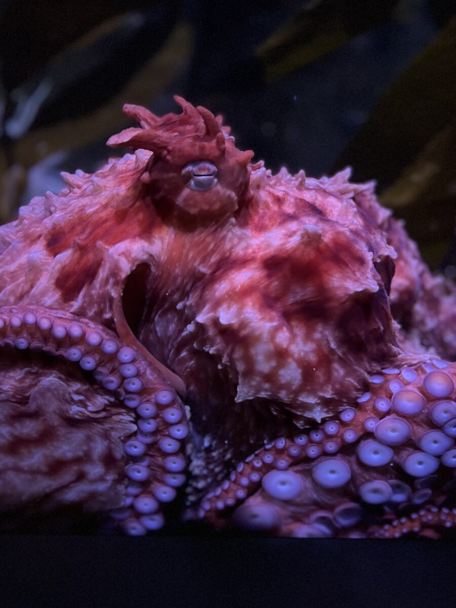 Aquarium of the Pacific’s playful and inquisitive octopus, Ghost, dies