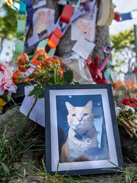 Millikan High School is mourning Canelo, a Long Beach cat whose secret life endeared him to thousands of students