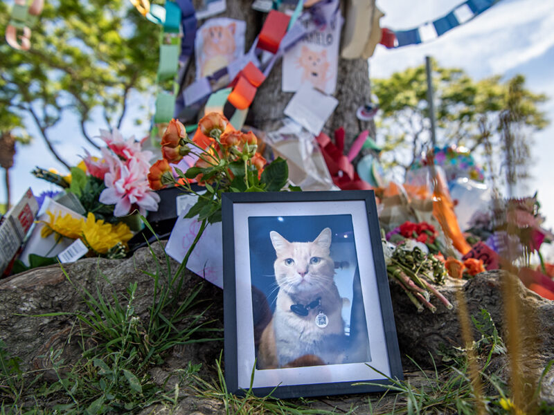 Millikan High School is mourning Canelo, a Long Beach cat whose secret life endeared him to thousands of students