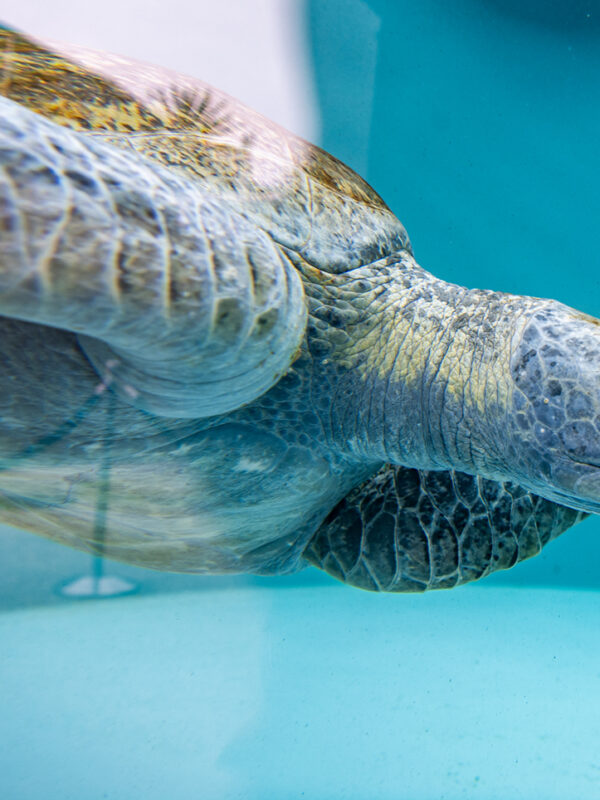 Aquarium of the Pacific just rescued an enormous sea turtle. They need your help saving her flipper.