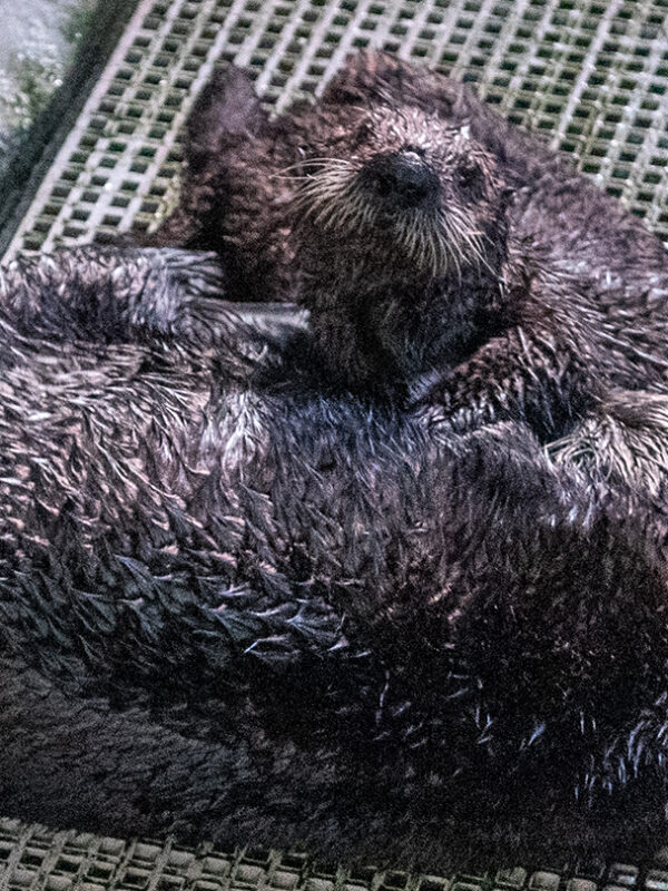 Two otters, unable to return to the wild, form a mother-daughter bond in Aquarium’s surrogacy program