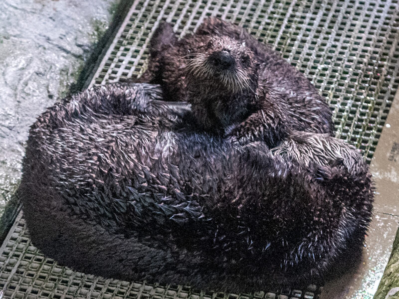 Two otters, unable to return to the wild, form a mother-daughter bond in Aquarium’s surrogacy program