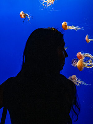Aquarium of the Pacific debuts $2 million ‘Dreamscapes’ exhibit with dozens of sea jelly species