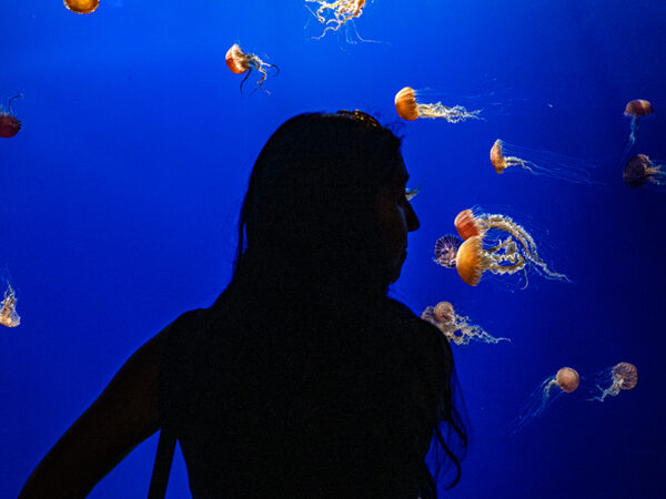 Aquarium of the Pacific debuts $2 million ‘Dreamscapes’ exhibit with dozens of sea jelly species