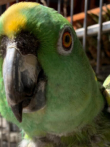 Thieves steal parrot from front of Long Beach home