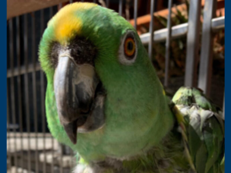Thieves steal parrot from front of Long Beach home