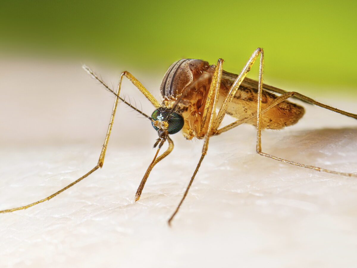 Long Beach confirms first human case of West Nile in California this year