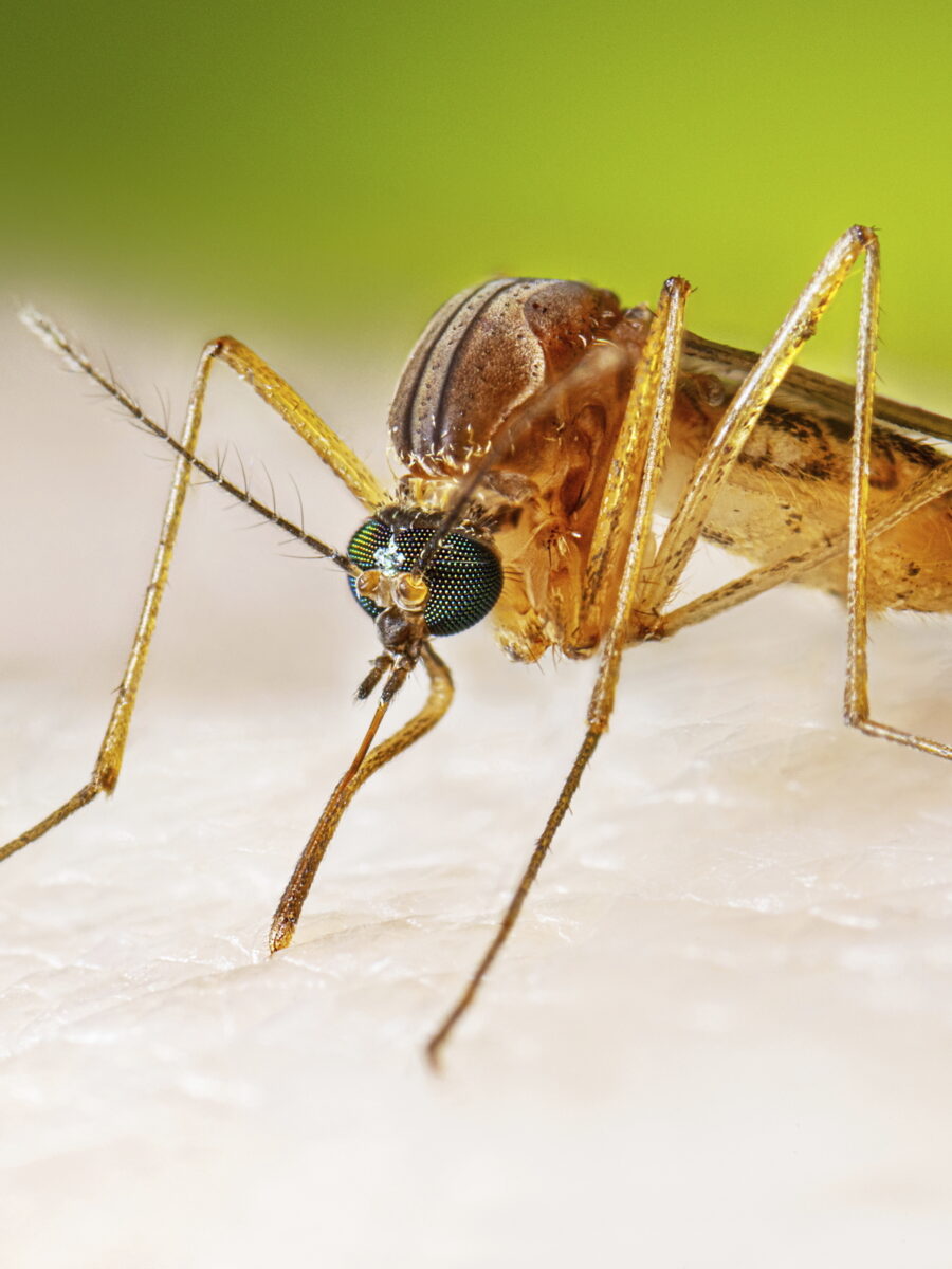 Long Beach confirms first human case of West Nile in California this year