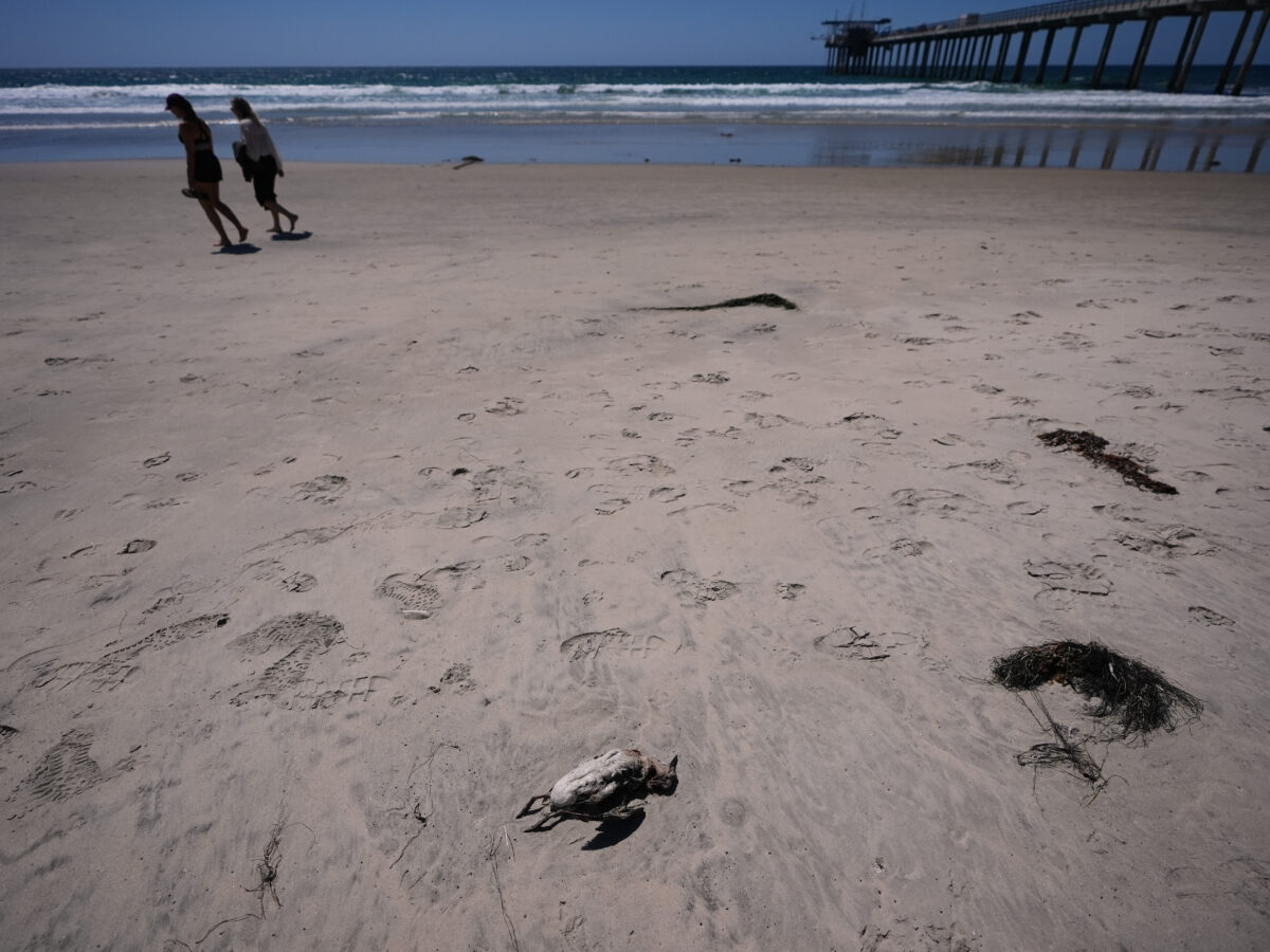 A marine heat wave caused seabird deaths off California. El Nino could worsen the die-off.