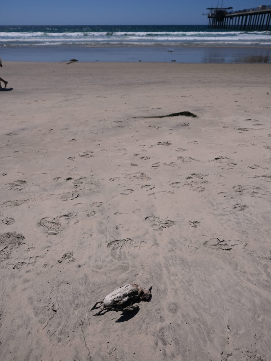 A marine heat wave caused seabird deaths off California. El Nino could worsen the die-off.